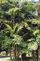 圖1:本館戶外庭園栽種的叢立孔雀椰子