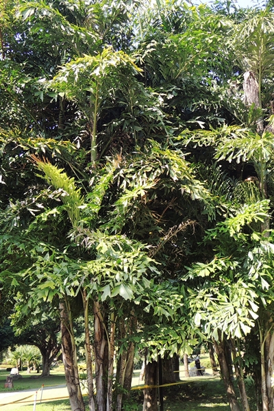 圖1:本館戶外庭園栽種的叢立孔雀椰子