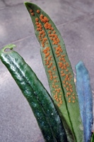 圖2:反光藍蕨的孢子囊群