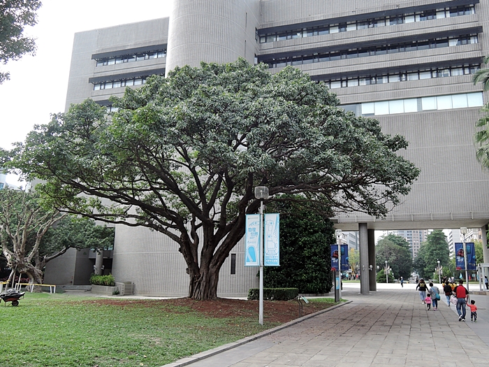 本館戶外庭園的雀榕