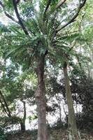 圖1:本館季風雨林區中的崖薑蕨