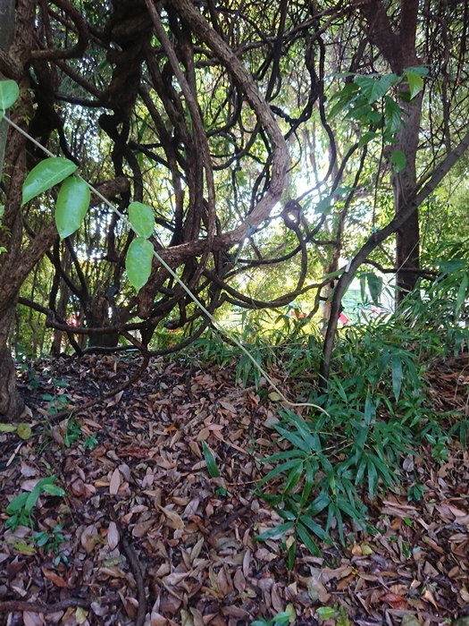 圖1:本館季風雨林區的猿尾藤植株與嫩梢