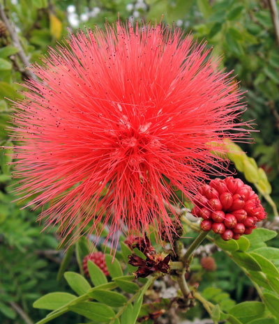 圖2:雄蕊的豔麗紅色讓美洲合歡的花更美