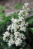 圖2:小蠟樹的白色小花