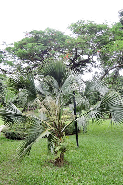 圖1:本館戶外庭園種植的龍鱗櫚
