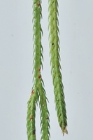 圖2:覆葉馬尾杉的孢子葉及孢子囊