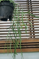 圖1:本館植物園特展室中的扁葉馬尾杉