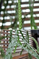 圖2:扁葉馬尾杉的孢子葉(上)與營養葉(下)