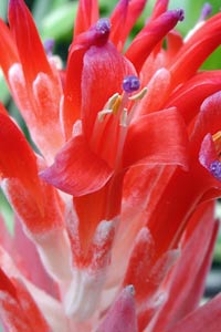 圖2：斑葉紅筆鳳梨的花