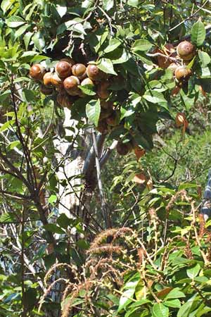 圖2：小西氏石櫟的果實