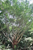 圖1:本館植物園北部低海拔區中的榕樹
