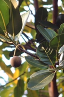 圖2:瓊崖海棠樹上的成熟果實