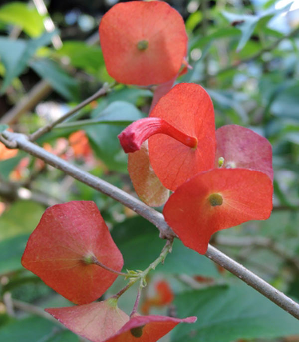 圖2:陽傘花的花