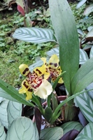本館熱帶雨林溫室中的黃貓文心蘭