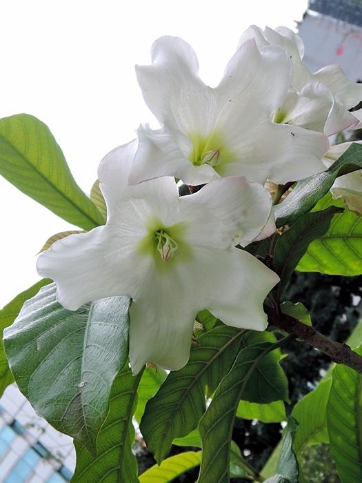 本館太空劇場外側庭園種植的思茅清明花