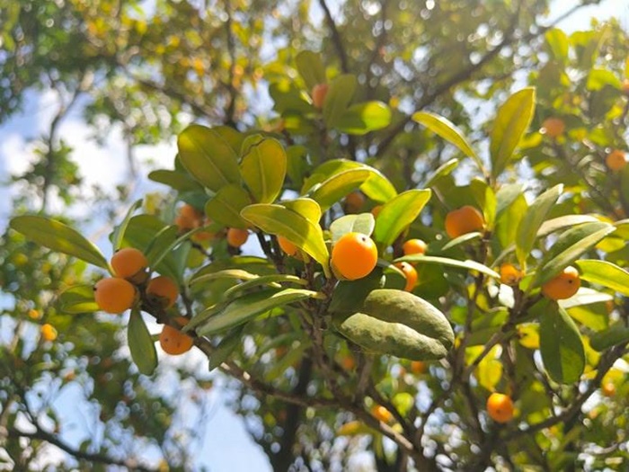 象牙樹果實