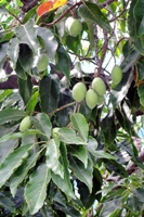 錫蘭橄欖的果實