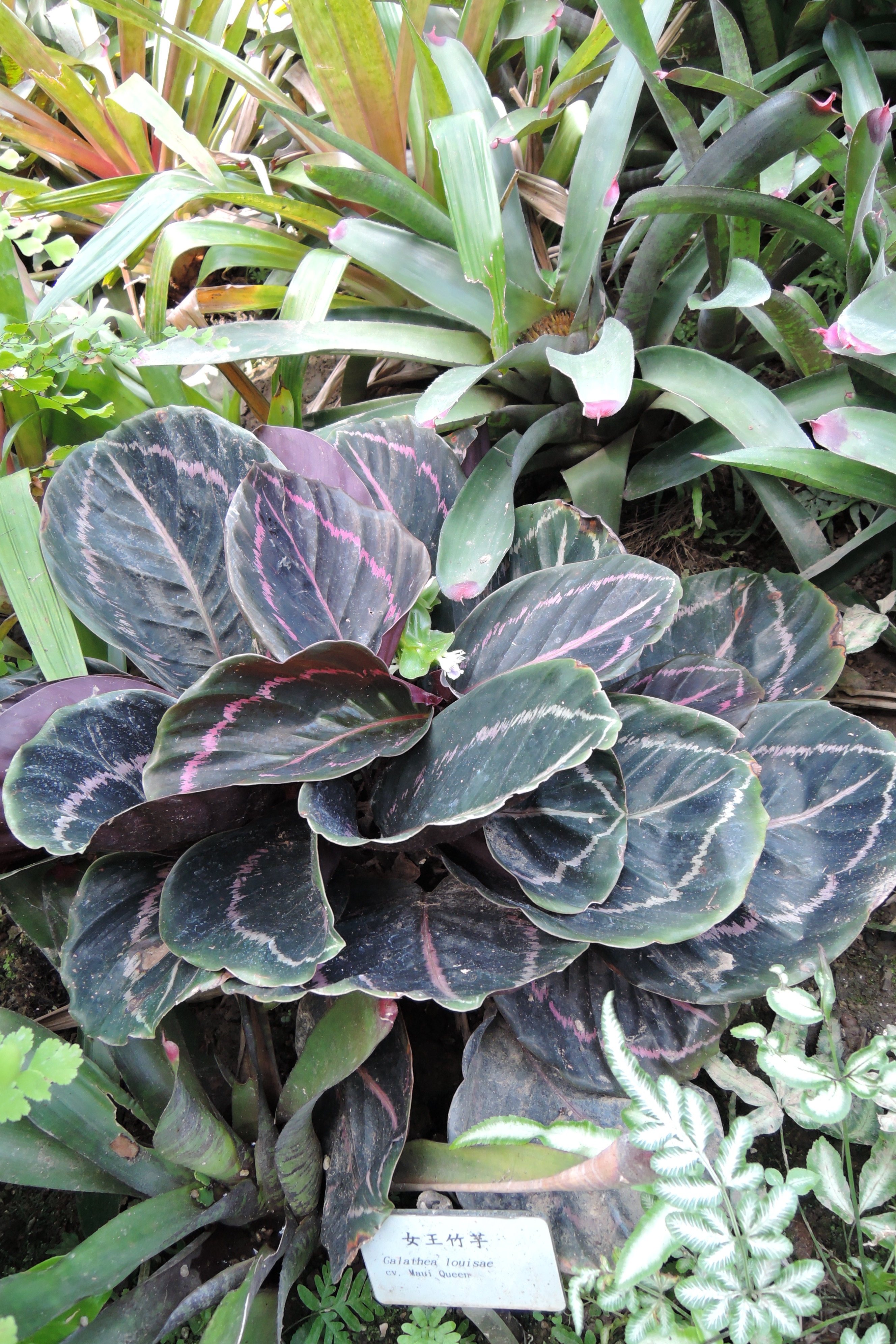 黑玫瑰竹芋