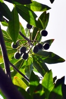 長在樹頂的圓果杜英果實