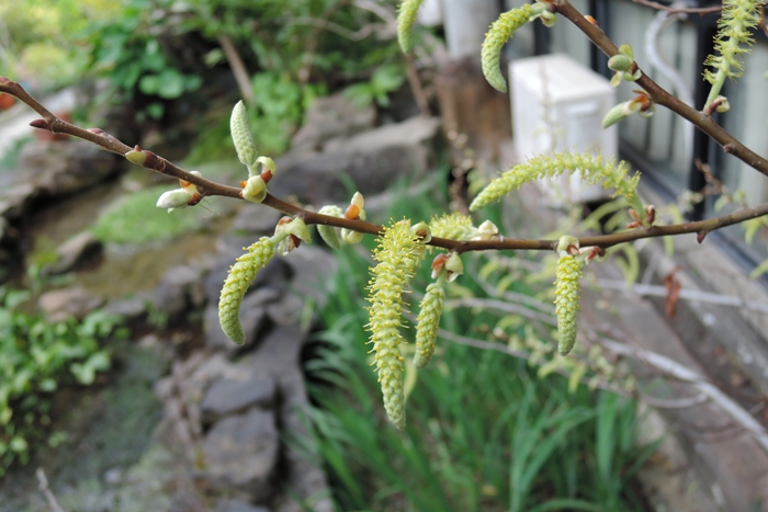 水社柳的雄花花序