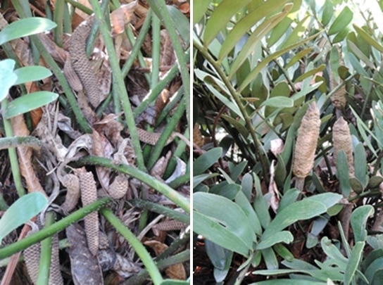 左：美葉鳳尾蕉的雄毬穗　右：美葉鳳尾蕉的雄毬穗，可以看見緊密排列的盾狀大孢子葉，這是藏米亞科與蘇鐵科最主要的相異。