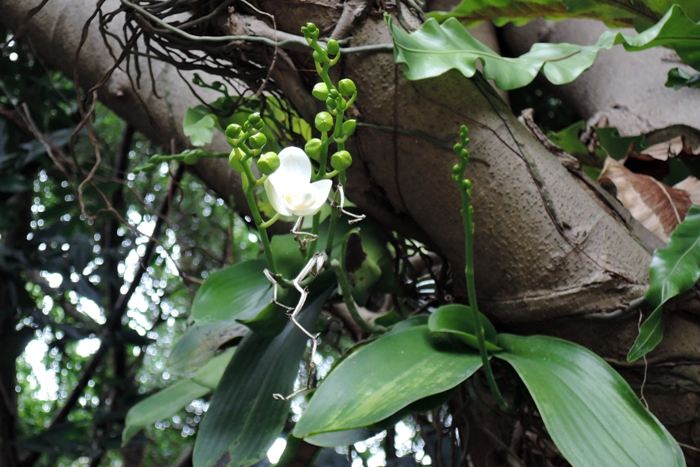 本館植物園2022年第1朵綻放的臺灣蝴蝶蘭