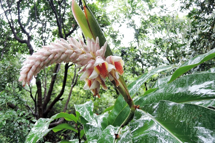 本館植物園栽種的屈尺月桃