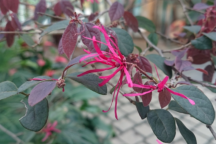 熱帶雨林溫室中展示的紅花繼木