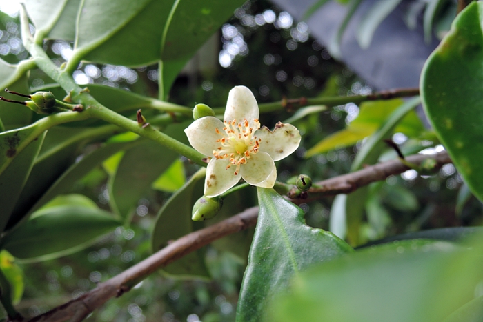 森氏紅淡比的花