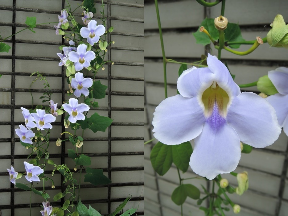 夏天看見它的花藤隨風搖曳，真的讓人覺得很療癒。