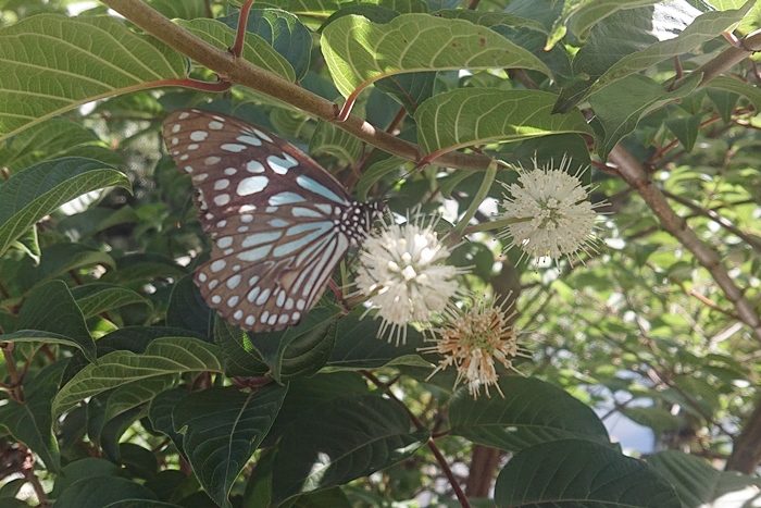 花朵盛開的風箱樹與來訪的蝴蝶