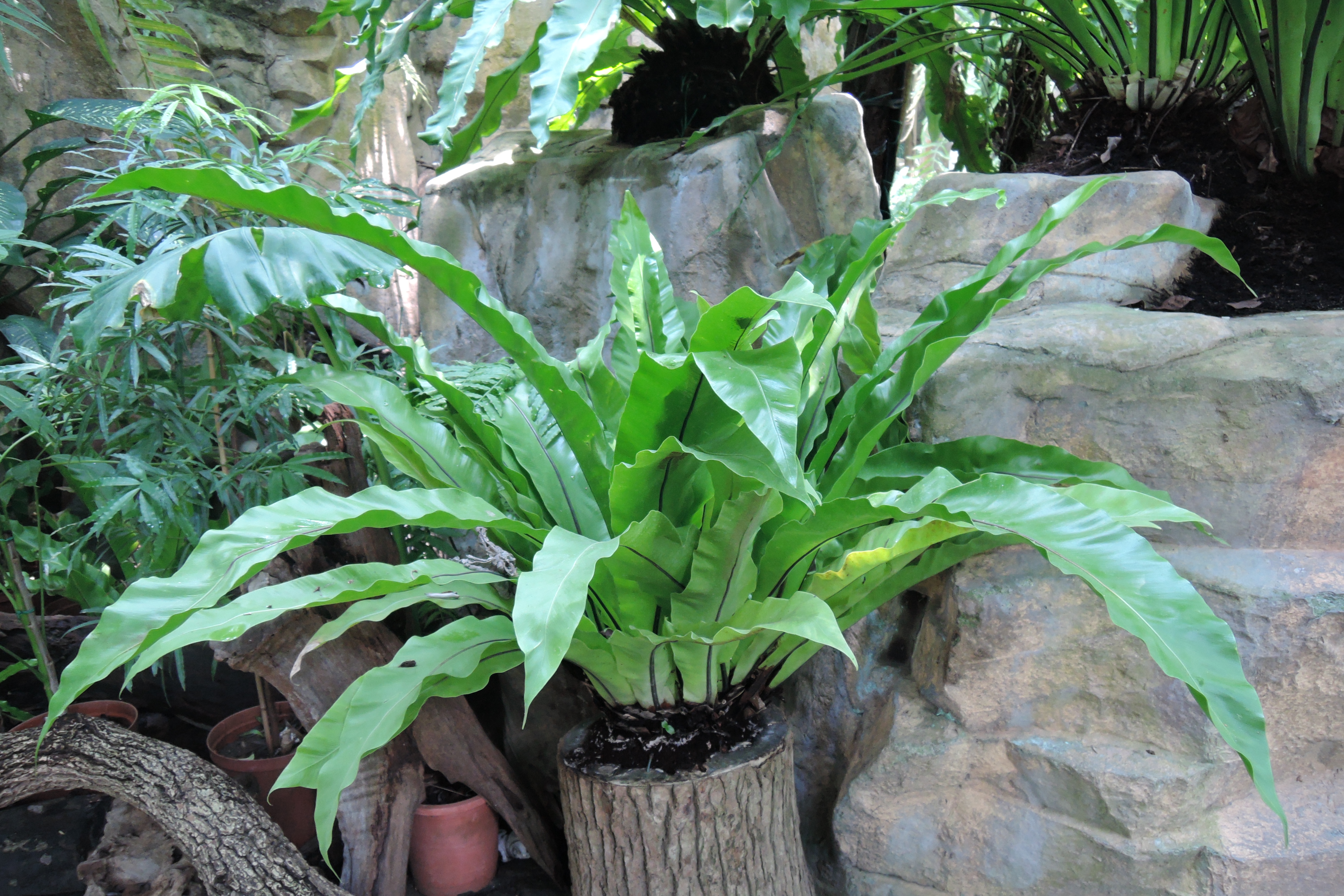 本館植物園中隨處可見的東洋山蘇花