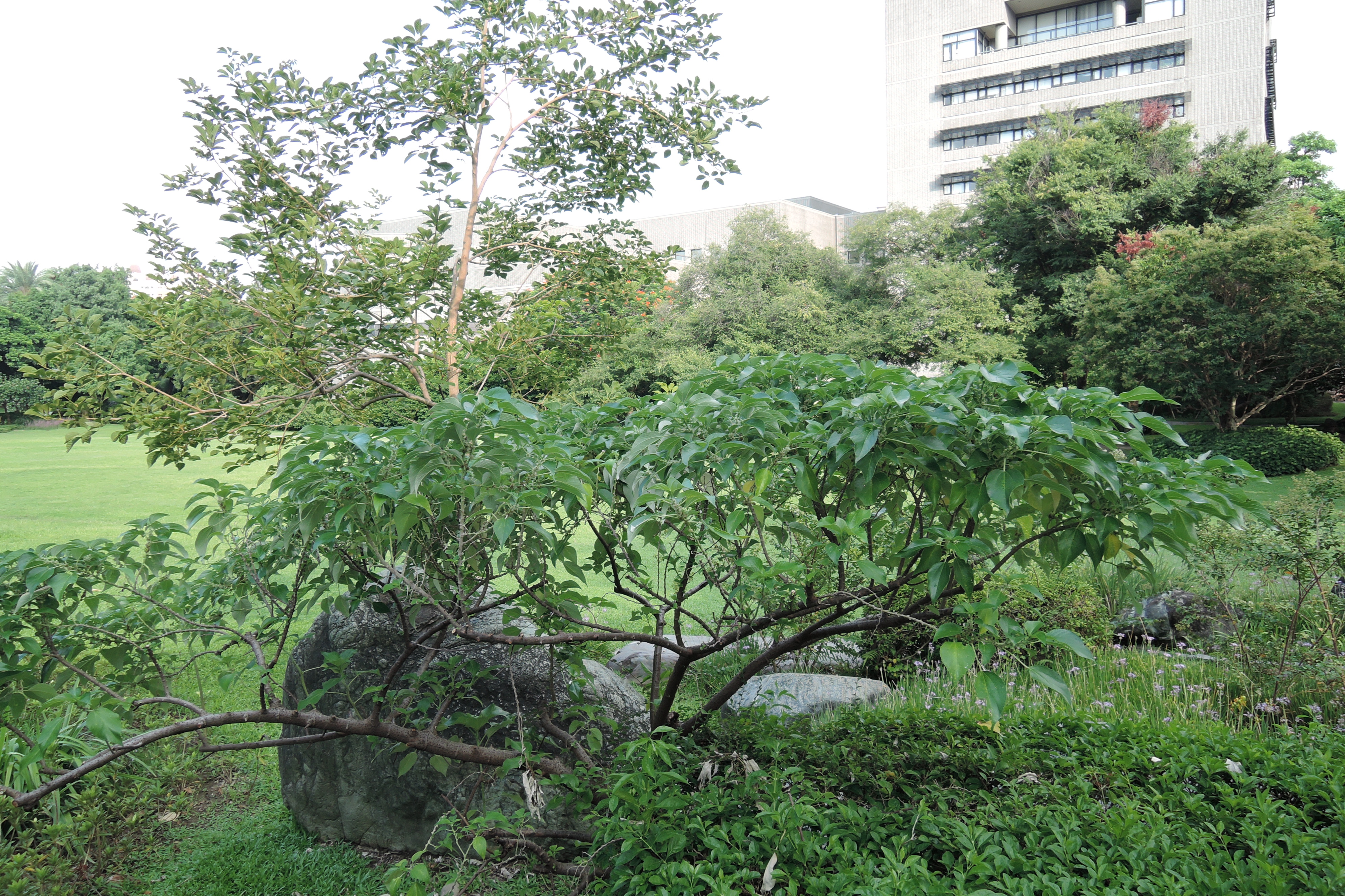 本館庭園中的落尾麻