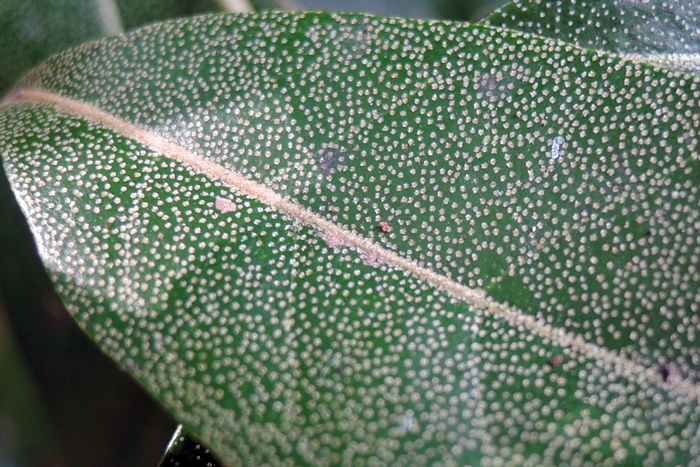 紅柴的葉片上有與胡頹子屬植物類似的鱗片構造