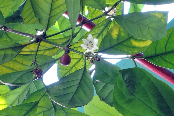 賴比瑞亞咖啡的花與果實