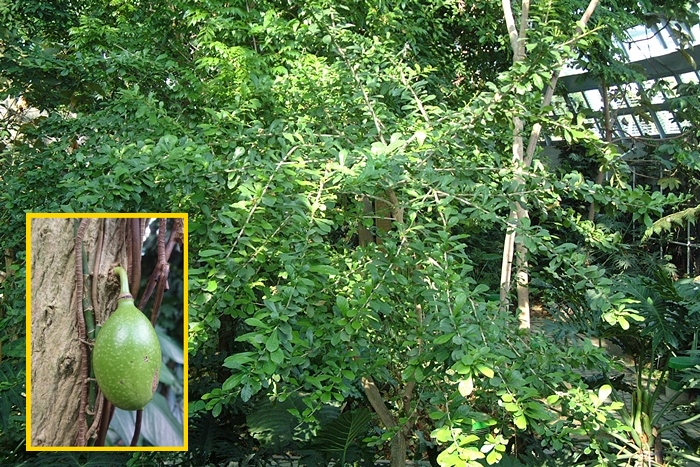 圖1：熱帶雨林溫室中的蒲瓜樹植株與發育中的果實（左下）
