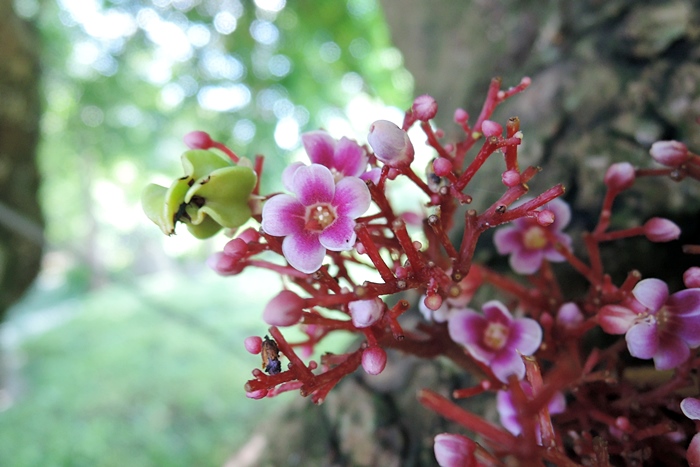 楊桃的花