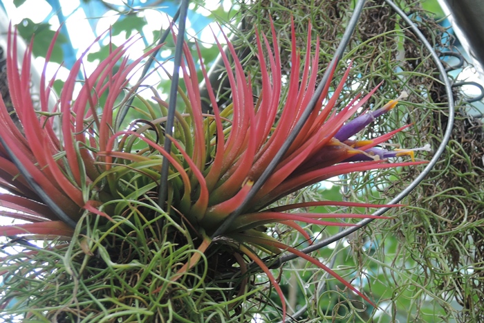 小精靈空氣鳳梨的開花植株（攝於2020年5月）