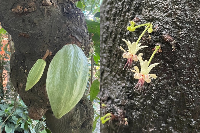 熱帶雨林溫室中的可可樹果實(左圖)與花(右圖)