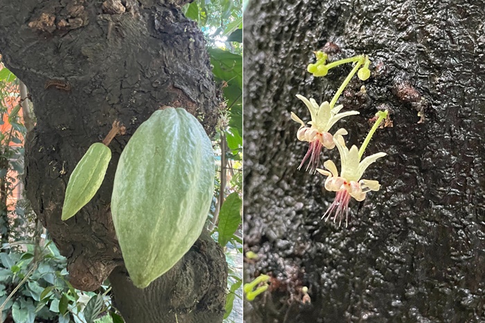 熱帶雨林溫室中的可可樹果實(左圖)與花(右圖) 熱帶雨林溫室中的可可樹果實(左圖)與花(右圖)