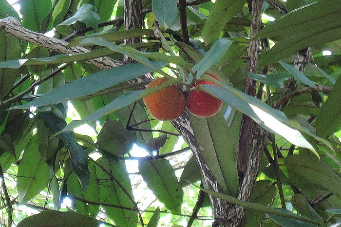 高掛枝葉間的毛柿果實
