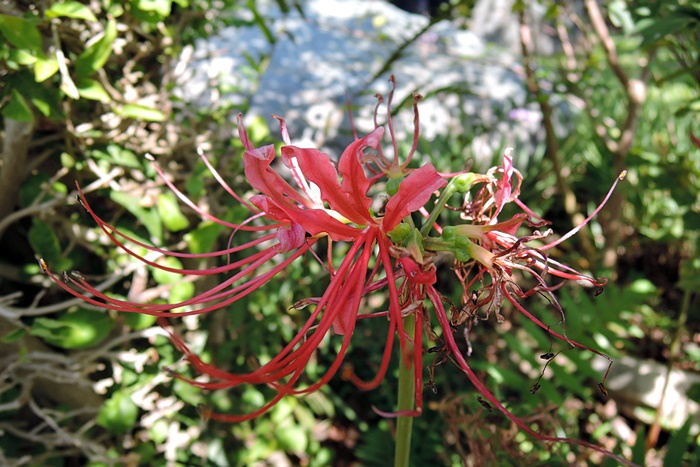 紅花石蒜的花