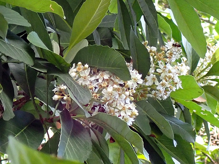 山枇杷又名臺灣枇杷，開花時有濃郁香氣。