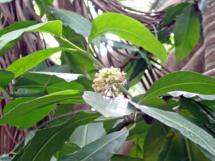 皮孫木的花序是複聚繖花序，而非繖形花序。