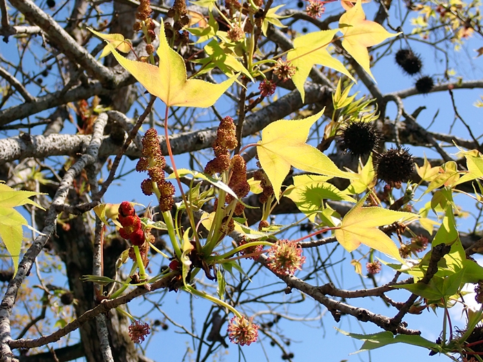 早春萌發的楓香新芽