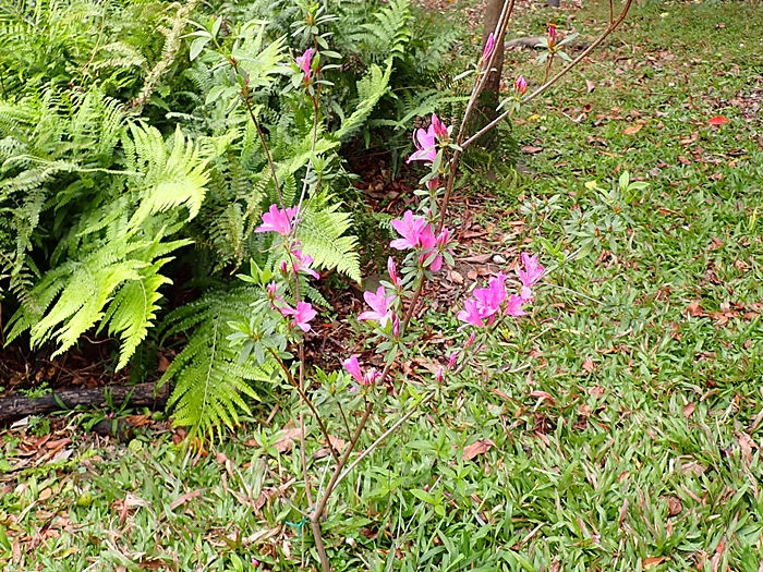 科博館植物園的烏來杜鵑植株