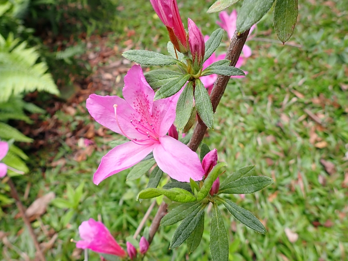 烏來杜鵑的花