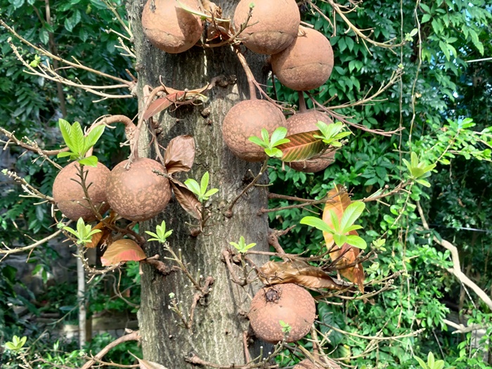 砲彈樹