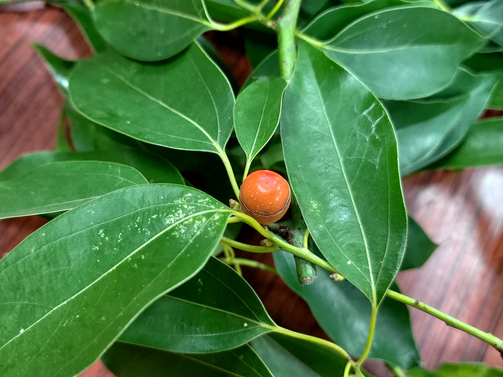 南仁山新木薑子