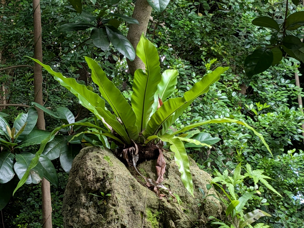 東洋山蘇花